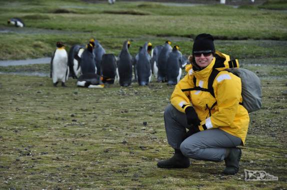Encontrando os pinguins rei de Salisbury Plain, na Geórgia do Sul